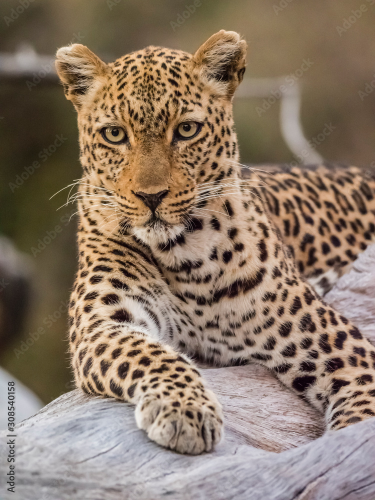 An adult female leopard (Panthera pardus), South Luangwa National Park, Zambia An adult female leopard (Panthera pardus), South Luangwa National Park, Zambia