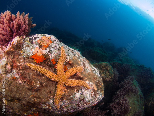 Mediterranean Sea star (Marthasterias glacialis) photo