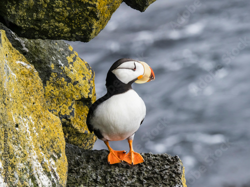 Adult horned puffin (Fratercula corniculata), on nesting cliff on St. Paul Island, Pribilof Islands, Alaska