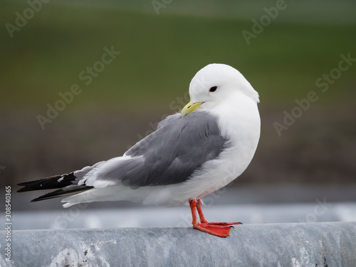 Adult red-legged kittiwake (Rissa brevirostris), St. Paul Island, Pribilof Islands, Alaska photo