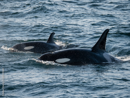 A pair of killer whales (Orcinus orca), surfacing in Kukak Bay, Katmai National Park, Alaska photo