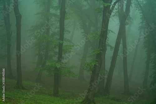 A foggy day in Hoia Baciu Forest, the most famous haunted forest in the world