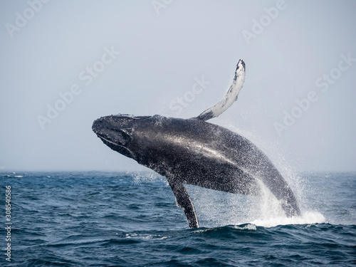 Humpback whale (Megaptera novaeangliae), breaching in Monterey Bay National Marine Sanctuary, California