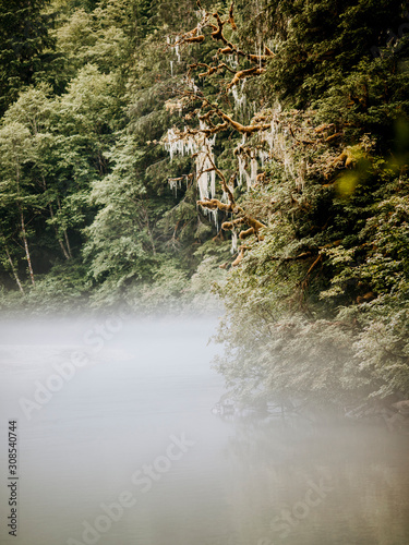 mist settles along a river with overhanging trees, cascades, washingto photo