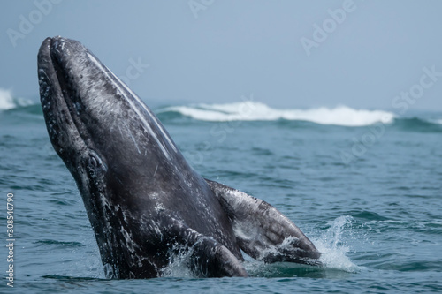 California gray whale calf (Eschrichtius robustus), breaching in San Ignacio Lagoon, Baja California Sur, Mexico photo