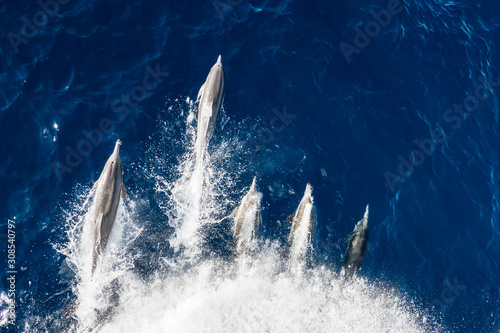 Long-beaked common dolphins (Delphinus capensis), bow-riding off Magdalena Island, Baja California Sur, Mexico photo
