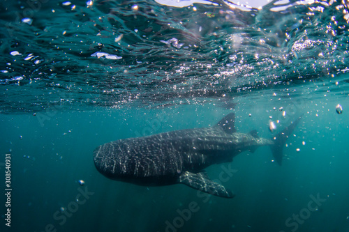 Juvenile whale shark (Rhincodon typus), underwater near Los Islotes, Baja California Sur, Mexico