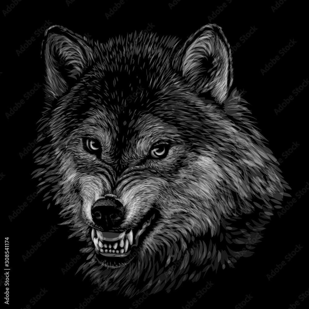 Angry wolf. Monochrome, black and white, graphic portrait of a wolf's head on a black background.