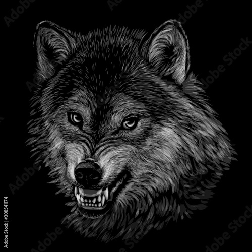 Angry wolf. Monochrome, black and white, graphic portrait of a wolf's head on a black background. © AnastasiaOsipova