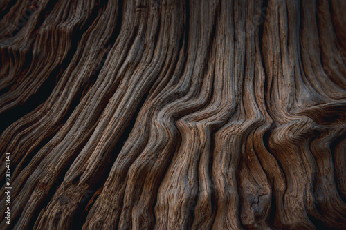 Closeup of Wood texture. Texture of the old wood wood Bark