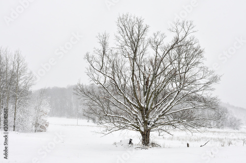 Wallpaper Mural Old Oaktree in Winter Torontodigital.ca
