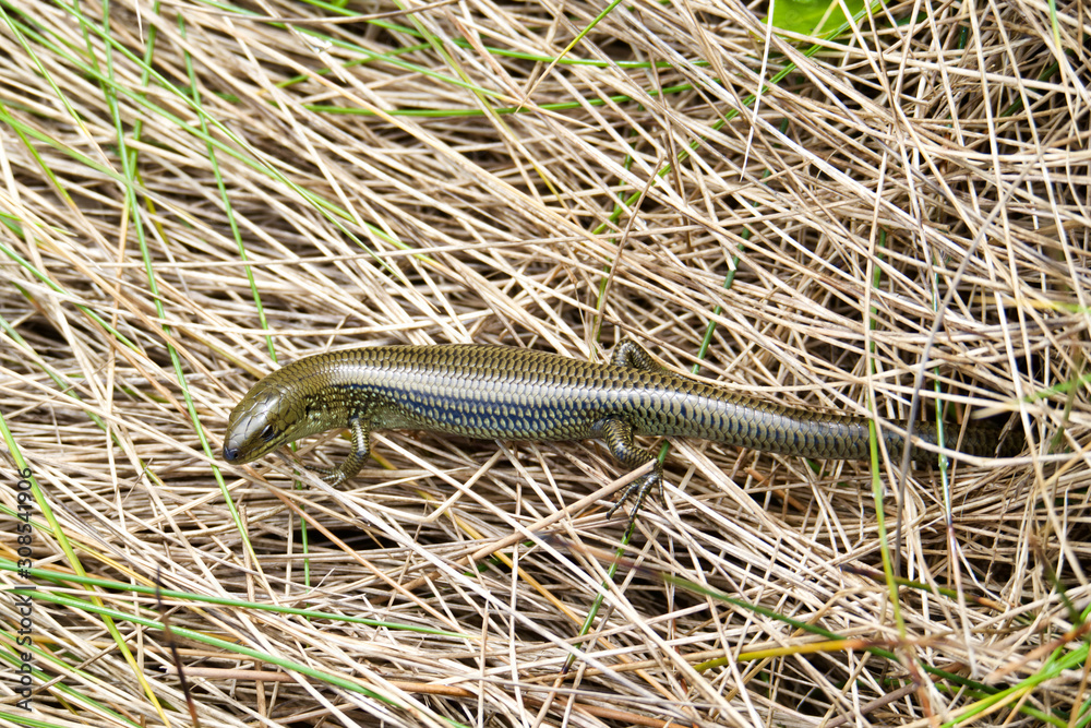 Corangamite Water Skink in the Port Campbell National Park, Australia Corangamite Water Skink in the Port Campbell National Park, Australia