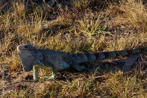 A Brazilian savannah  Cerrado  lizard. Mato Grosso  Brazil