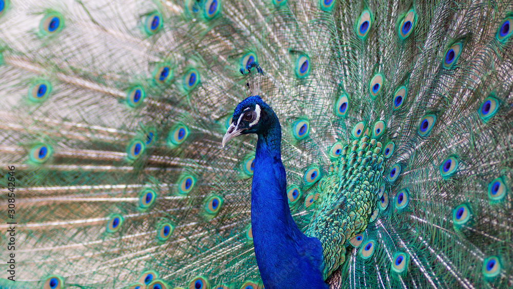 Obraz premium Peacock with open feathers