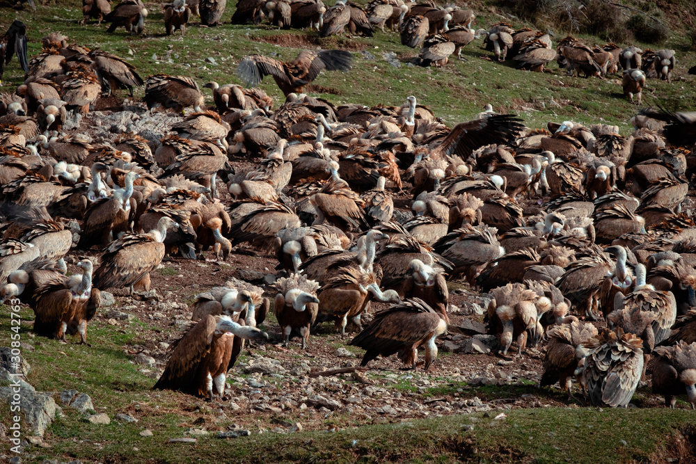 Obraz premium Multitud de Buitres en el suelo