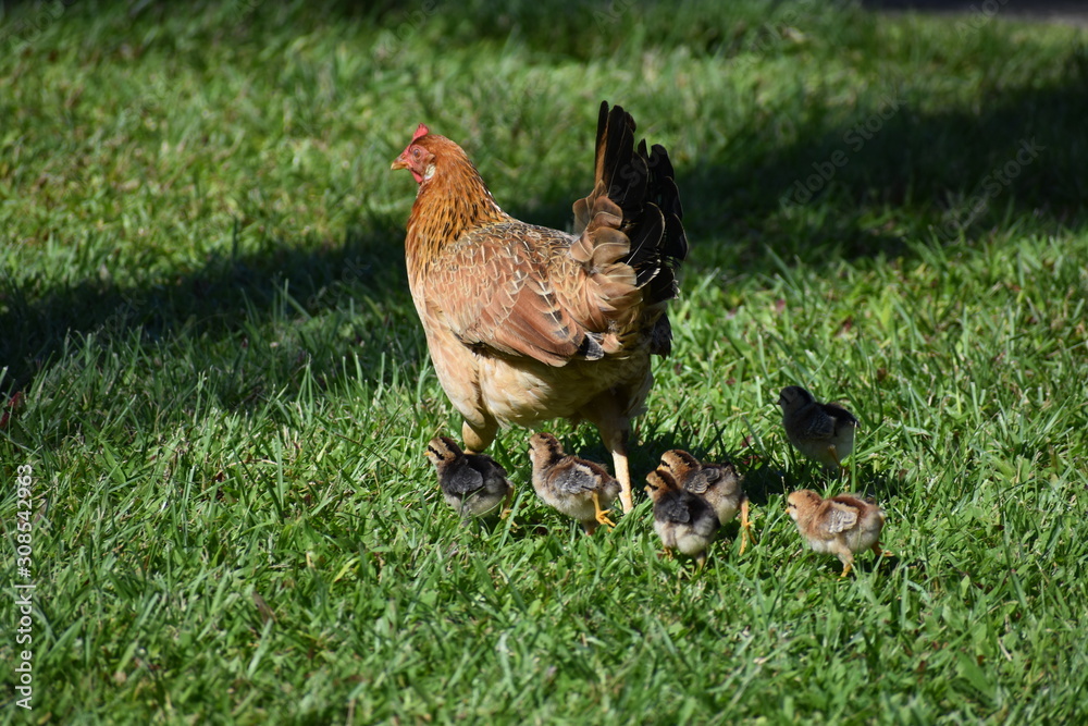 Fototapeta premium Chickens on the move