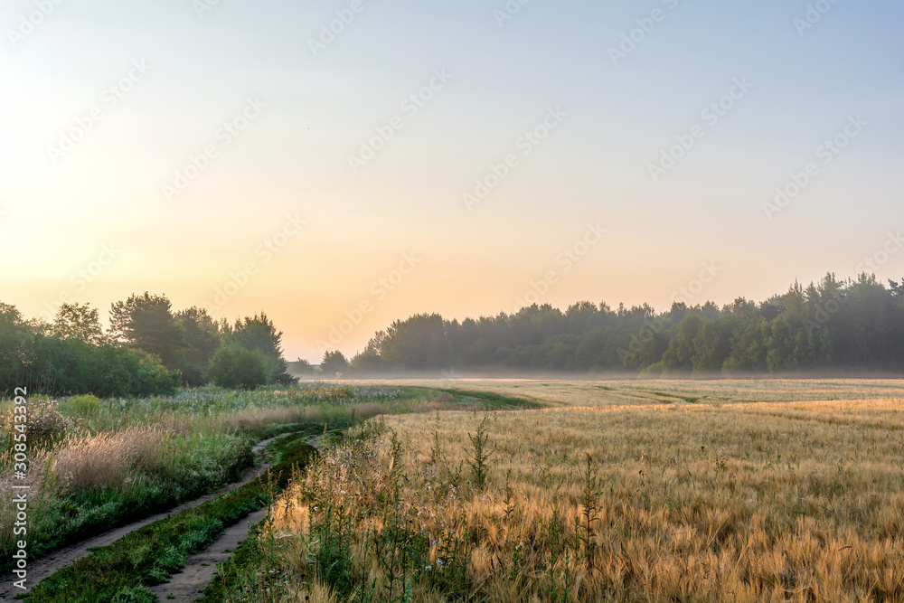 Obraz premium Rano, lato. Obwód pskowski. Rosja