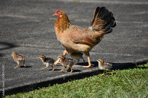 Hen crossing the road with chicks
