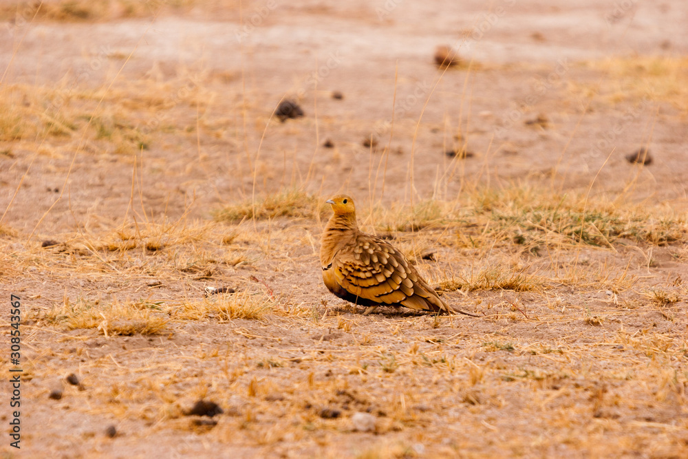 Obraz premium Bird roaming on savannah in Kenya.