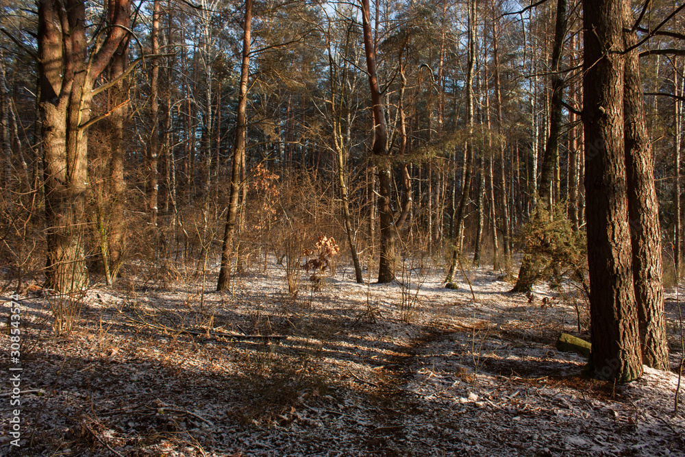 Landscape with autumn forest and first snow. A clear sunny day. Landscape with autumn forest and first snow. A clear sunny day.