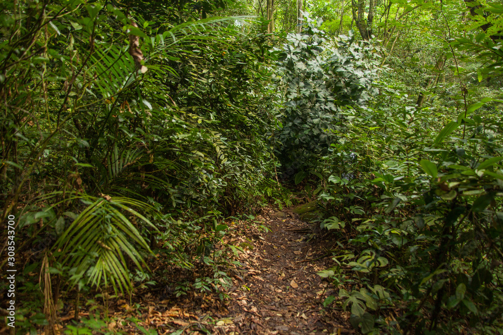 Trail in Pedra Branca State Park, Rio de Janeiro, Brazil Trail in Pedra Branca State Park, Rio de Janeiro, Brazil