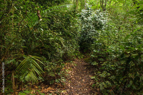 Trail in Pedra Branca State Park, Rio de Janeiro, Brazil