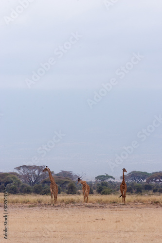 Photography Three giraffes on the savannah in Kenya