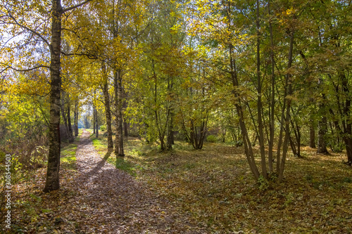view of the park in the fall, path, fallen leaves, a variety of colors