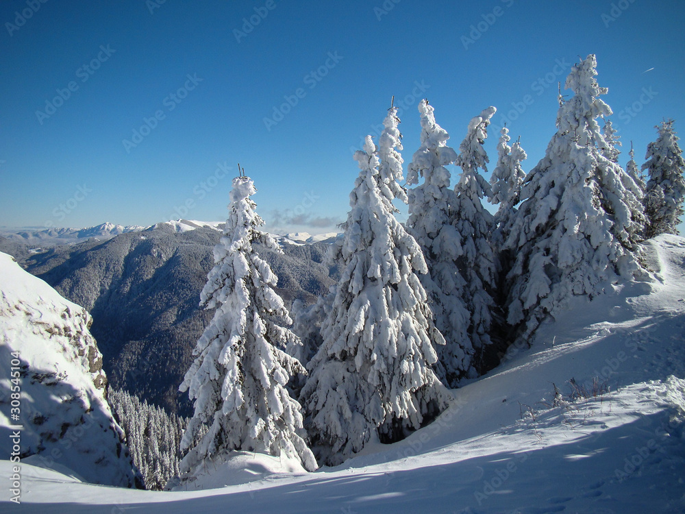 Beautiful Snow Covered Conifer Trees in sunny days, Poiana Brasov, Romania