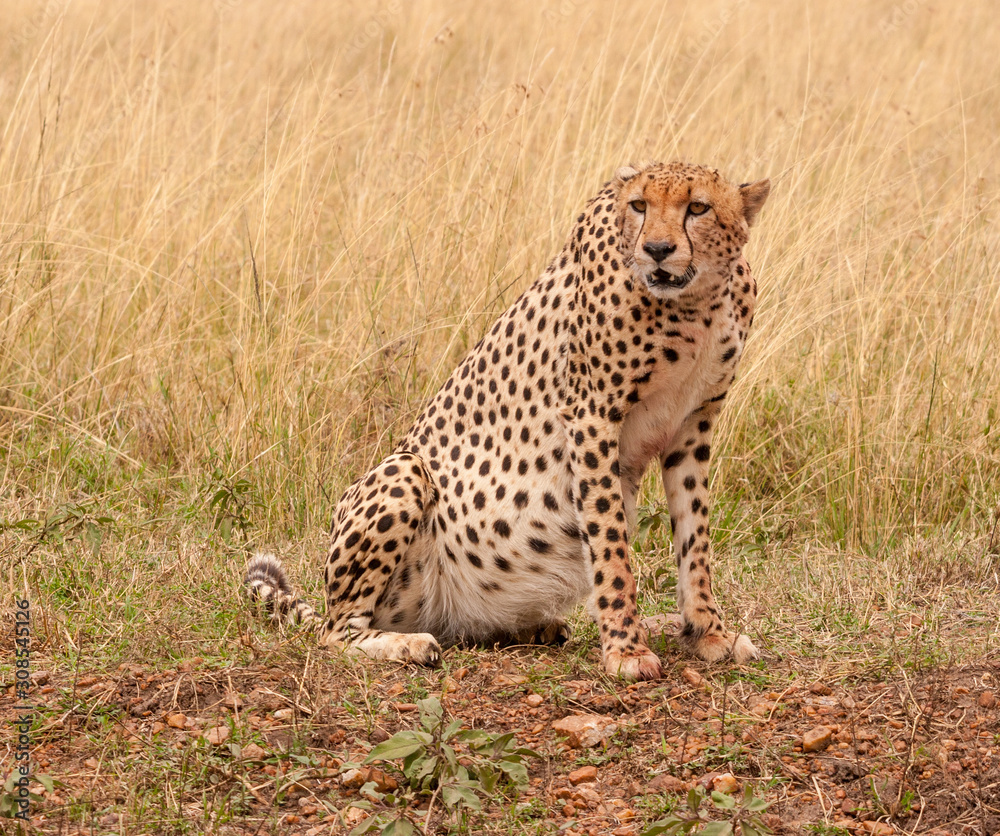Cheetah in natural environment of Masai Mara in Kenya Cheetah in natural environment of Masai Mara in Kenya