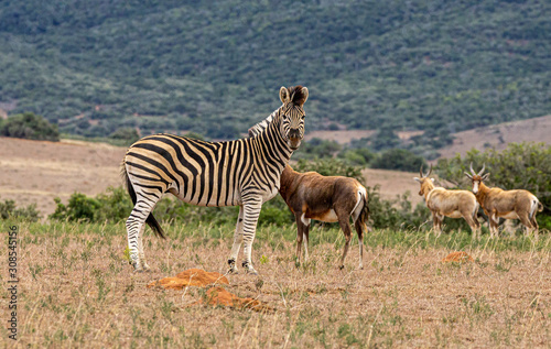 Zebra auf der Wiese im Hintergrund H  gel