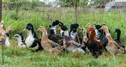 Group of domestic ducks and drakes in the garden