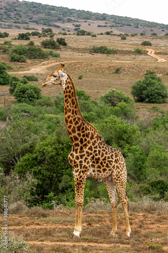 Eine Giraffe stehend vor B  schen im Hintergrund ein Weg und Wiese