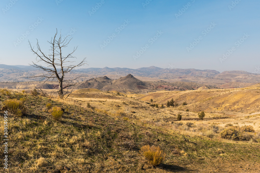 Dry tree seen over the arid landscape of Painted Hills