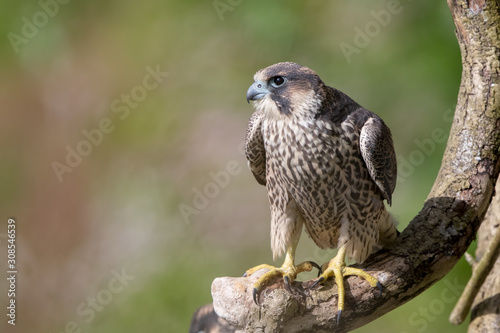 Peregrine Falcon Perched