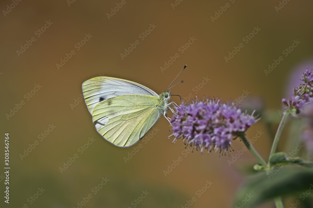 Lying white angel butterfly on plant ; Pieris pseudorapae butterfly Lying white angel butterfly on plant ; Pieris pseudorapae butterfly