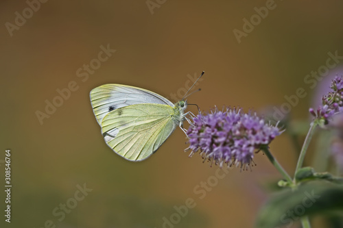 Lying white angel butterfly on plant ; Pieris pseudorapae butterfly