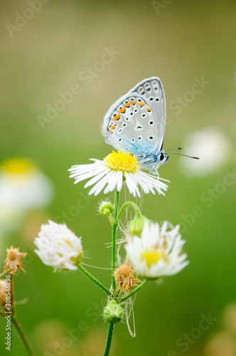 Photography Plebejus idas, Idas Blue, is a butterfly in the family Lycaenidae