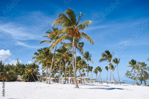 palm tree on beach © SHOTPRIME STUDIO