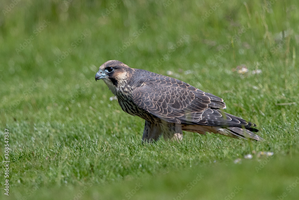 Obraz premium Peregrine Falcon Perched