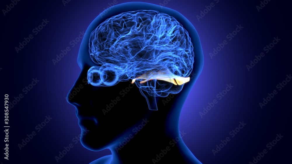 Obraz premium 3d render of human body brain anatomy