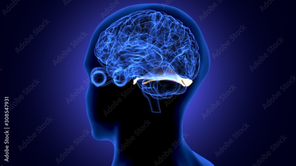 Obraz premium 3d render of human body brain anatomy
