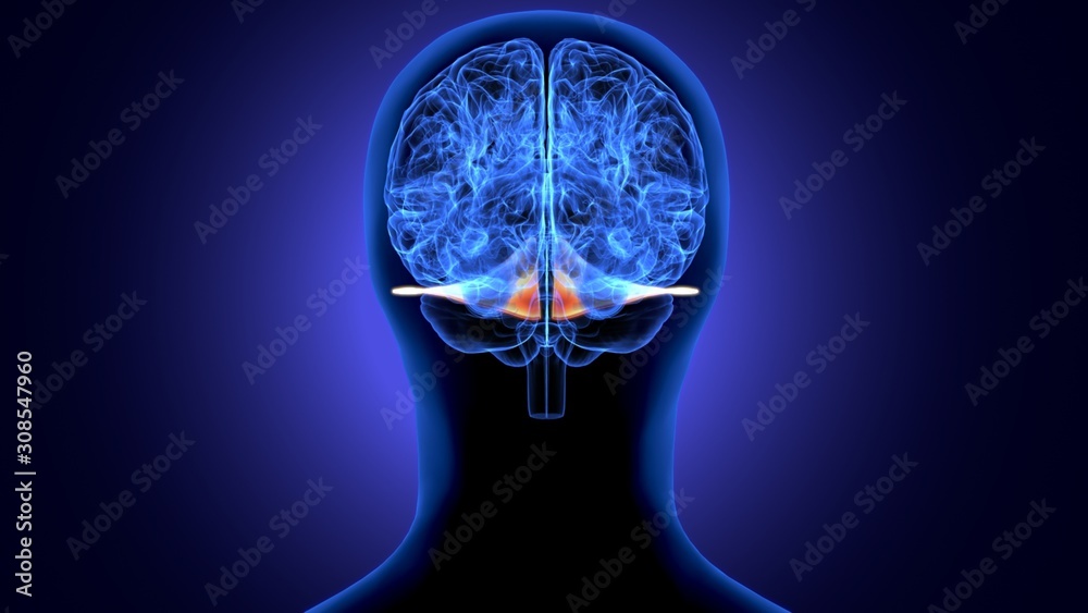 Fototapeta premium 3d render of human body brain anatomy