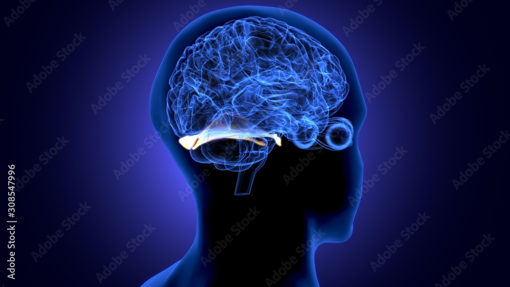 Fototapeta premium 3d render of human body brain anatomy