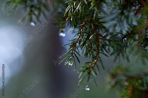 branch of a tree