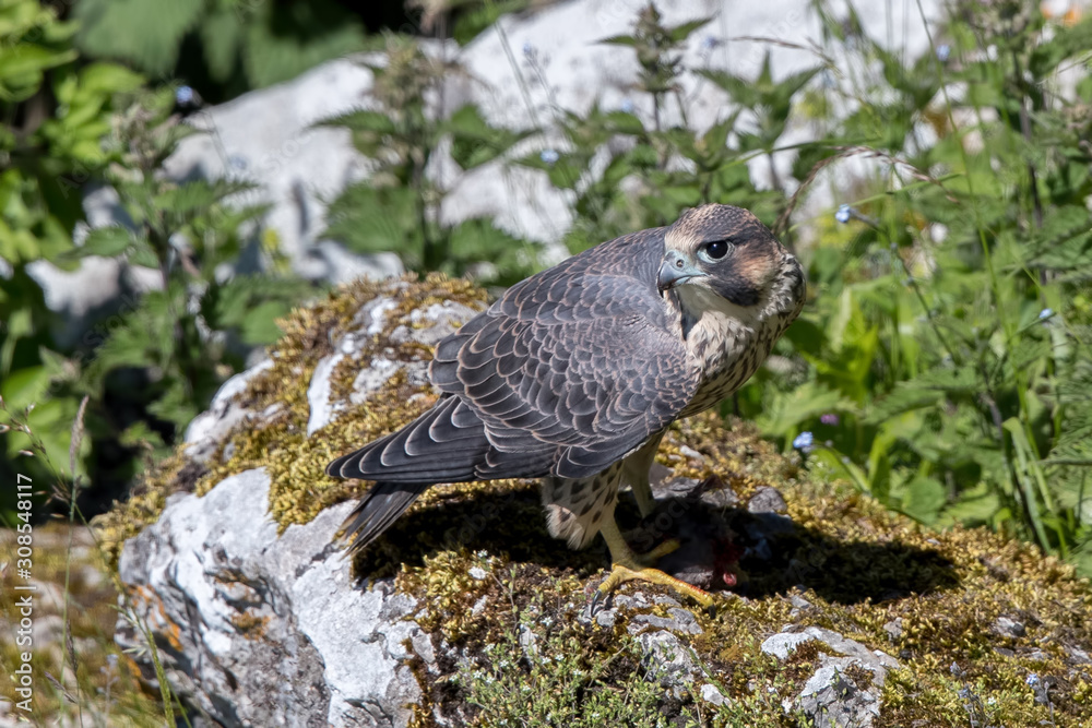 Fototapeta premium Peregrine Falcon Perched