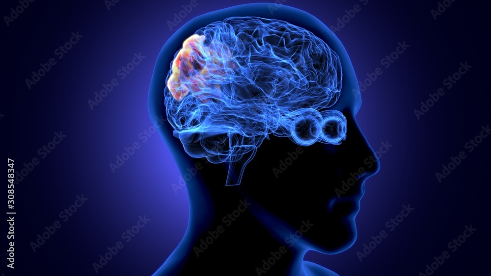 3d illustration of human body organ (brain anatomy) 3d illustration of human body organ (brain anatomy)