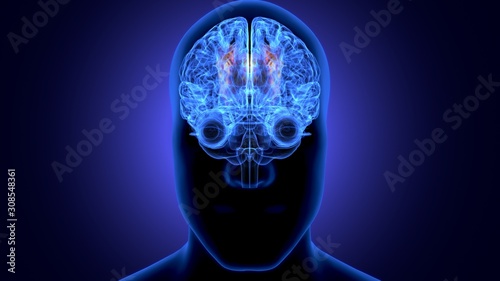 3d render of human body brain anatomy