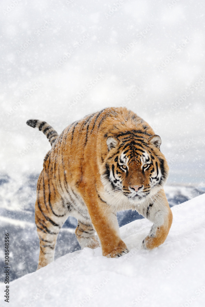 Tiger in a snow on winter background
