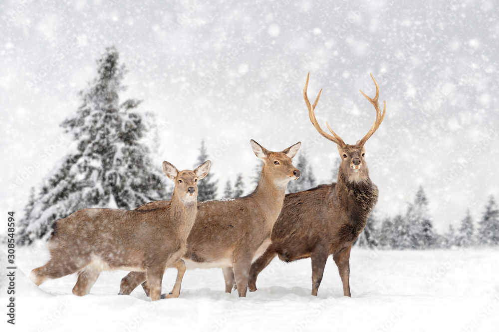 Obraz Deer in a snow on winter background